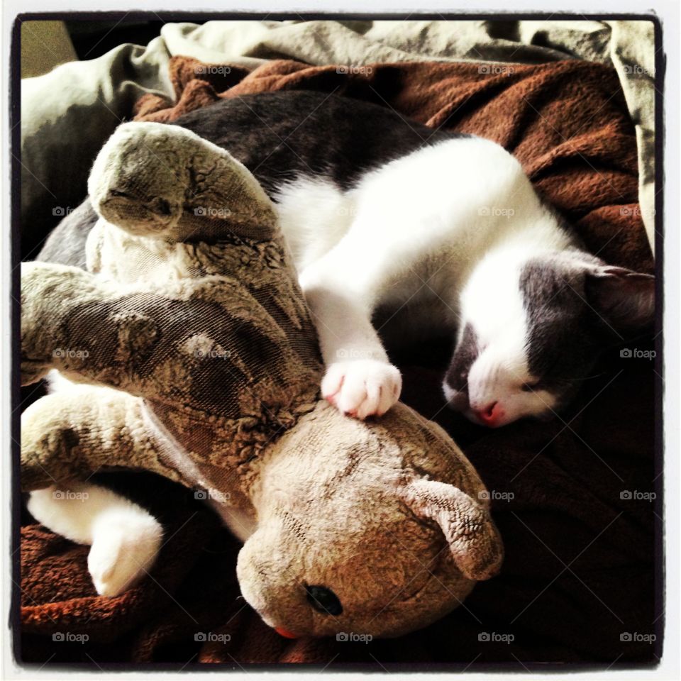 Paris cuddling with her stuffed cat