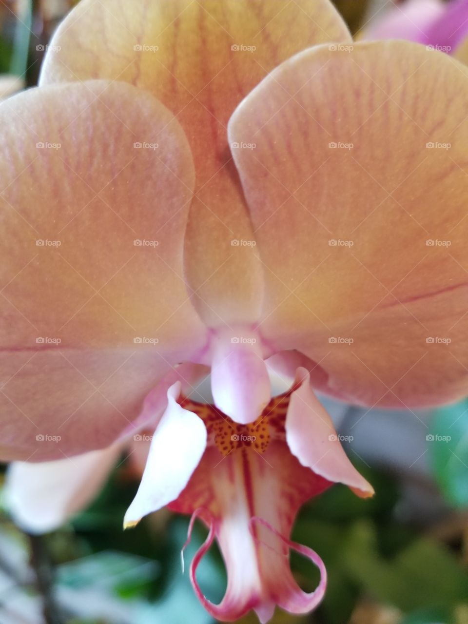 peach orchid