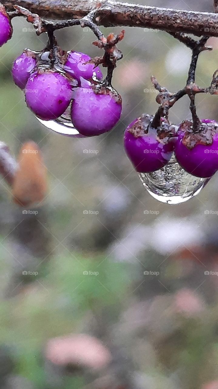 winter garden - purple american beauty berries after rain with large rain drops