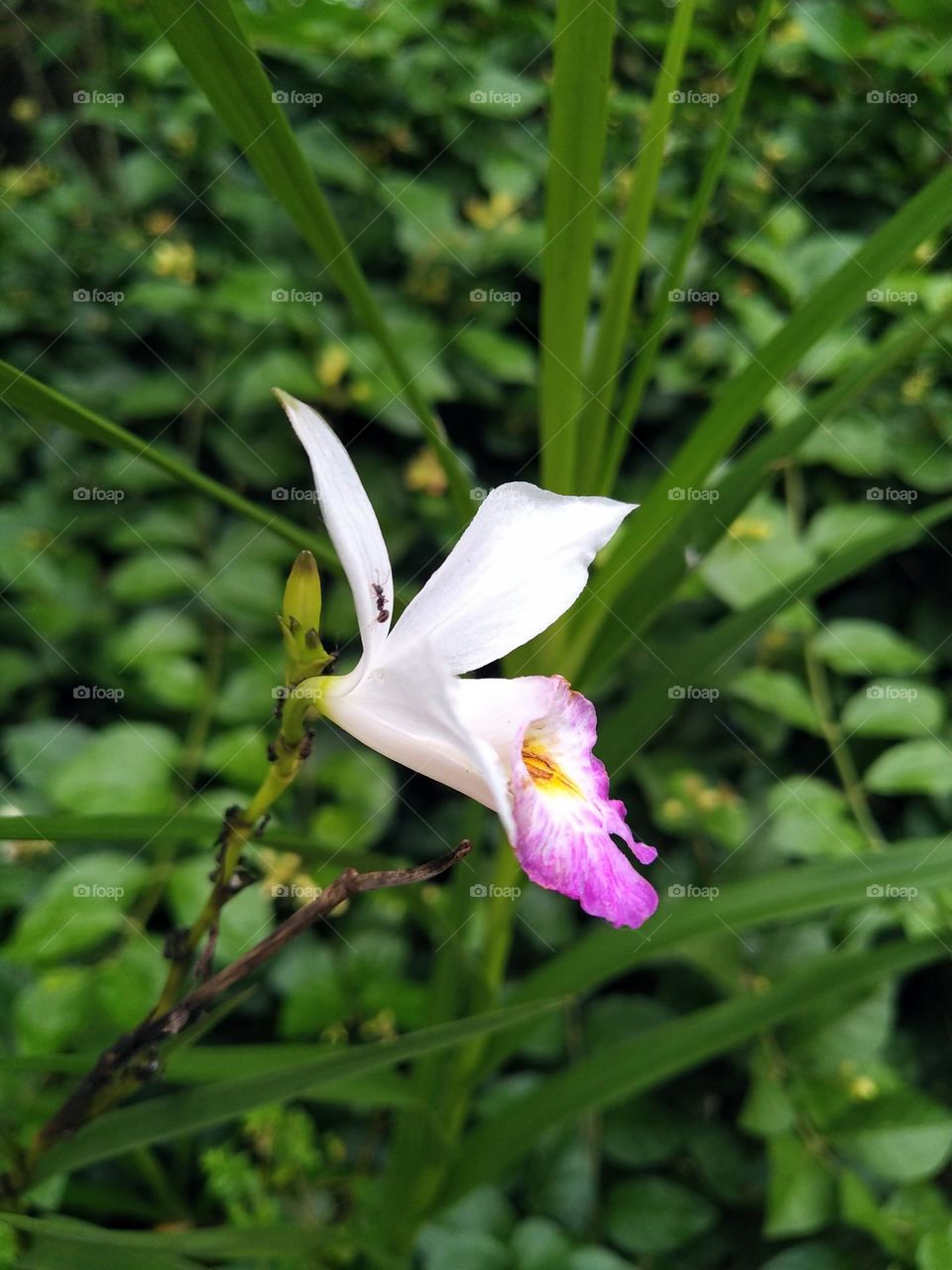 Beautiful blooming white and pink orchids
