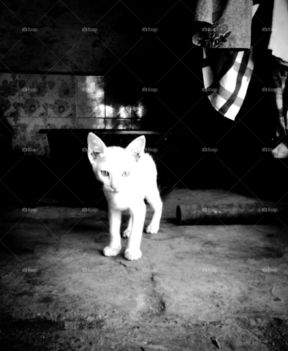 best black and white cat photo,real and natural cat photo,Cat photos, white cat photos,kitten photos,beautiful cat photos,a gorgeous photo of an innocent black and white photos of a cute,cat,captivating photos of kittens,saveable photos,