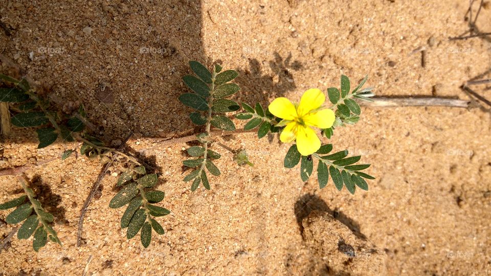 the small little flower