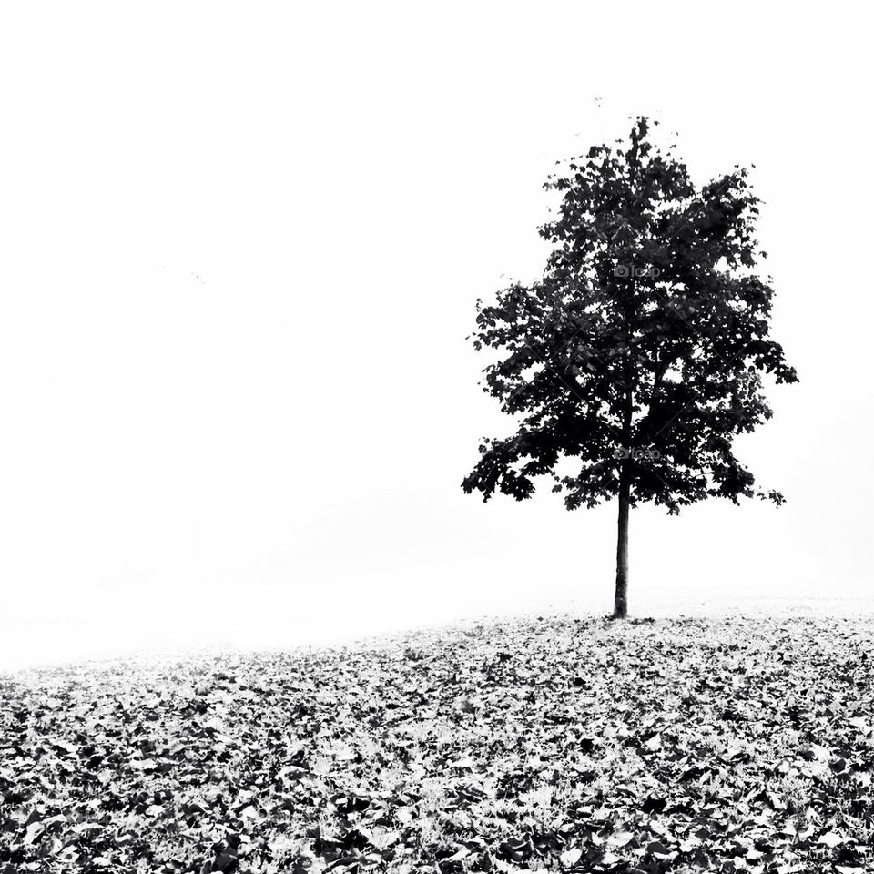 Lone tree
