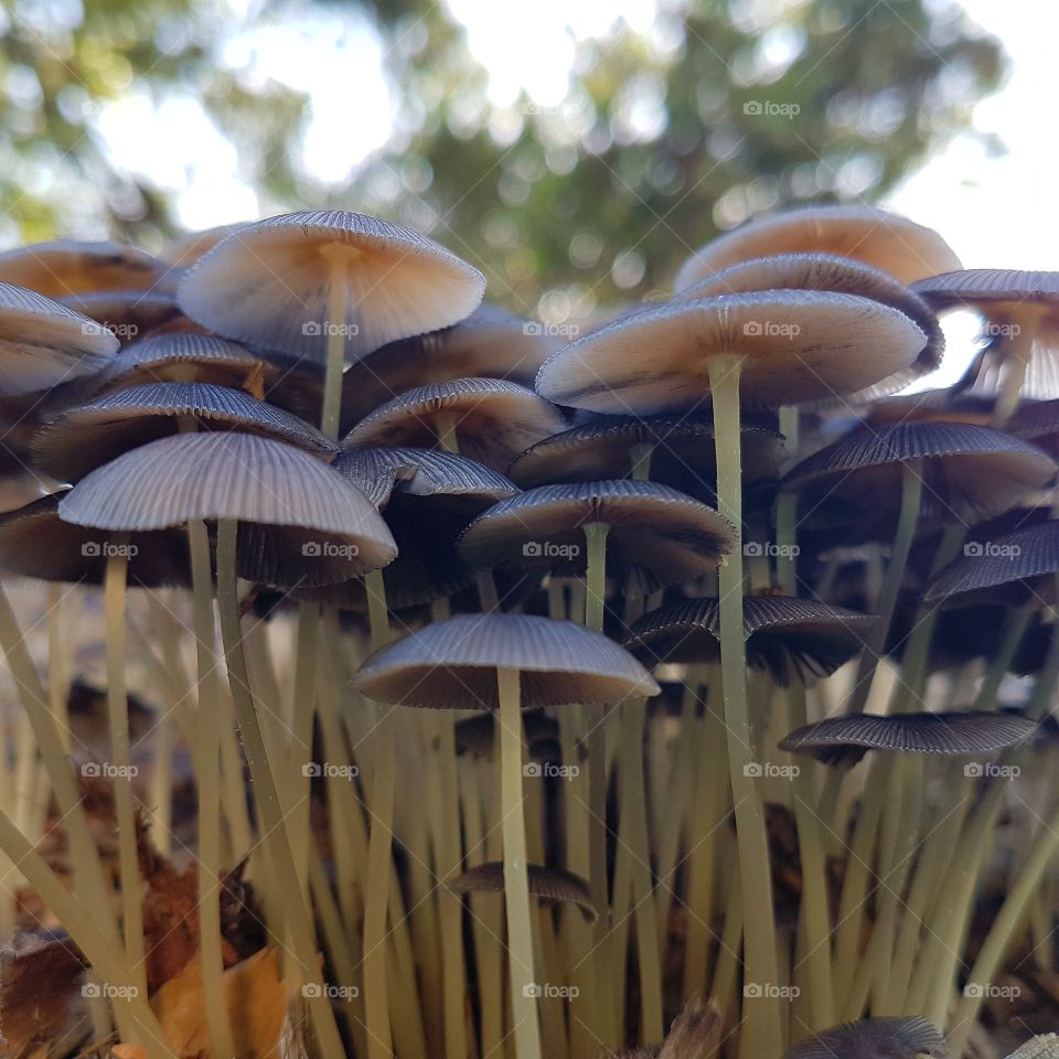 morning toadstools