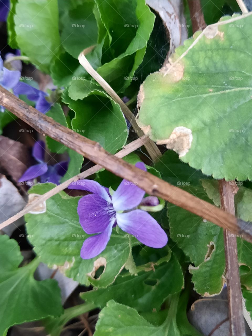 first purple flowers of fragrant vials