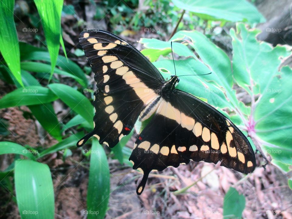 Giant Swallowtail butterfly