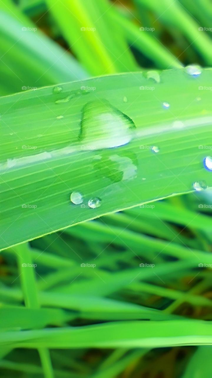 Dew