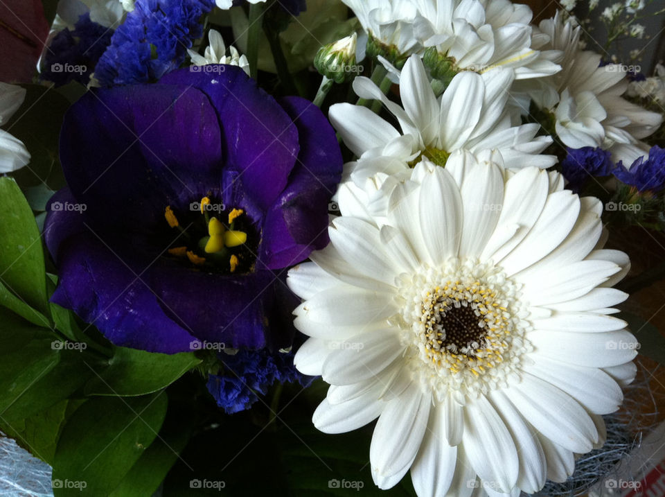 flowers blue white gardening by jeanello