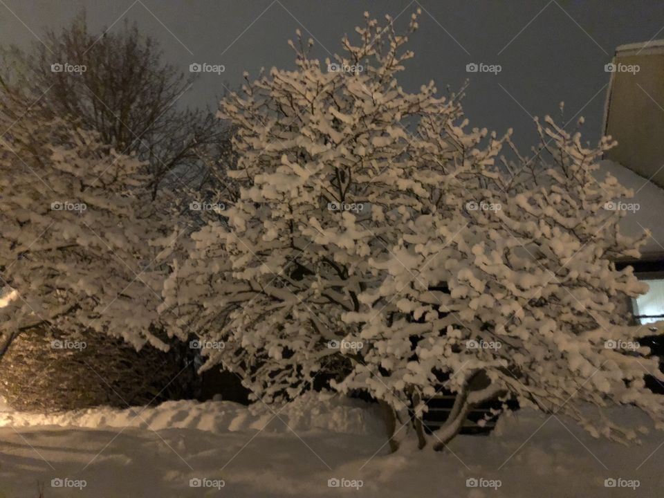 A tree with the winter snow covering it’s branches in the evening. 