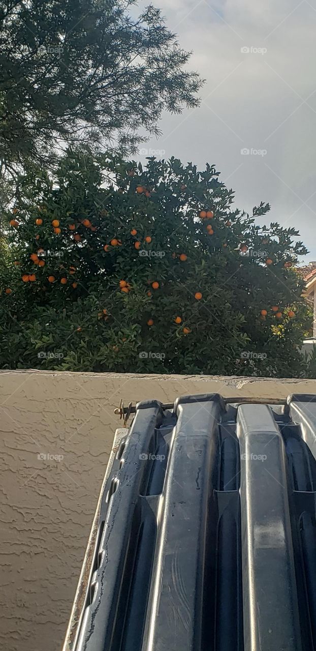Orange Tree Behind A Bin