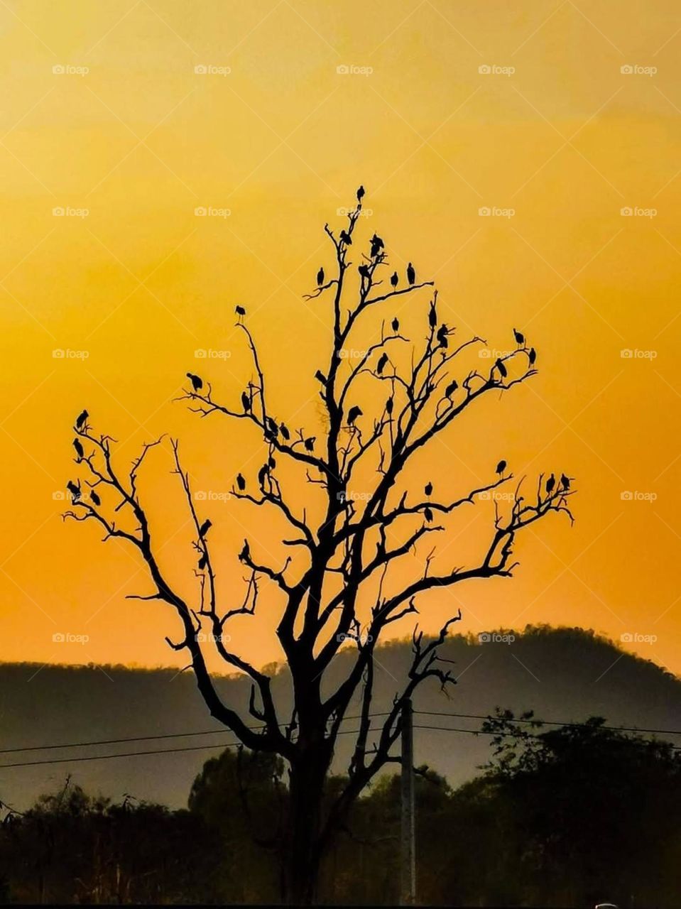 birds in the tree watching the sunset