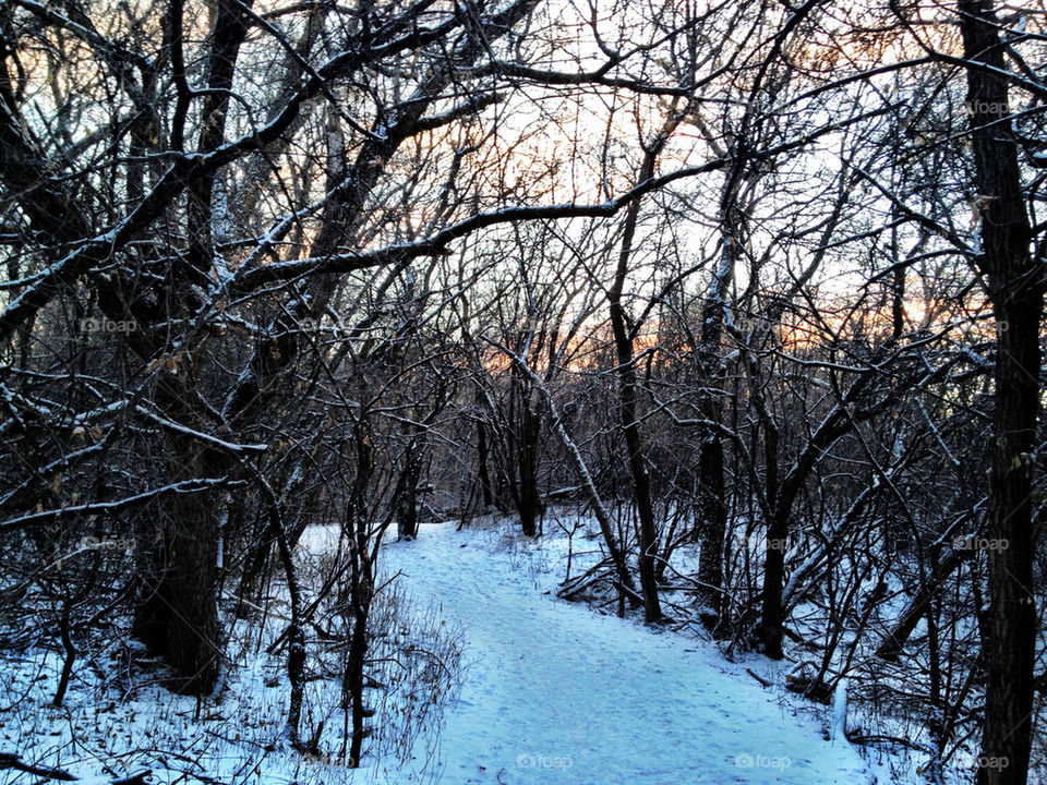 snow winter sunset trees by stykellee