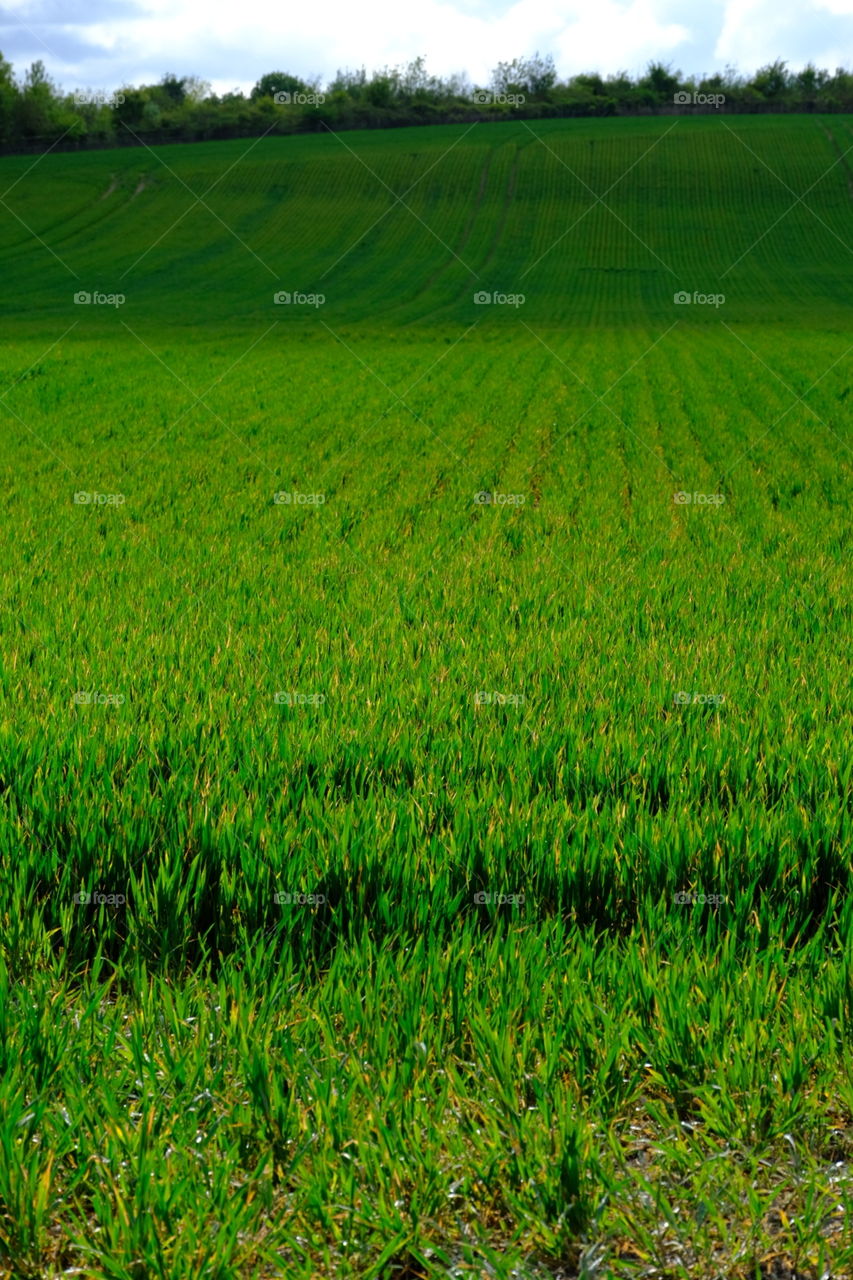 Agriculture, Field, Landscape, Growth, Farm