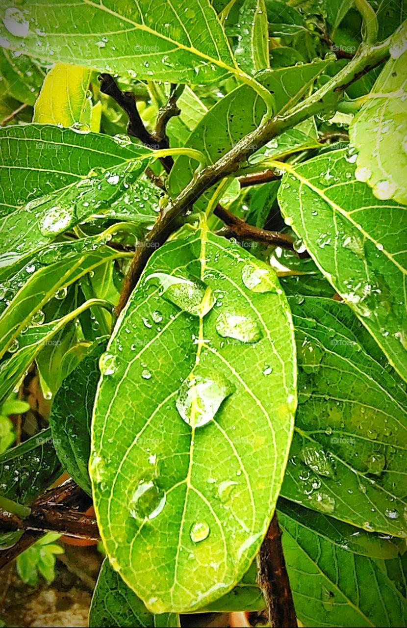 Rain on the leaves of the trees