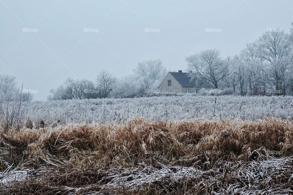 Blades of grass in snow
 House and trees in the distance.