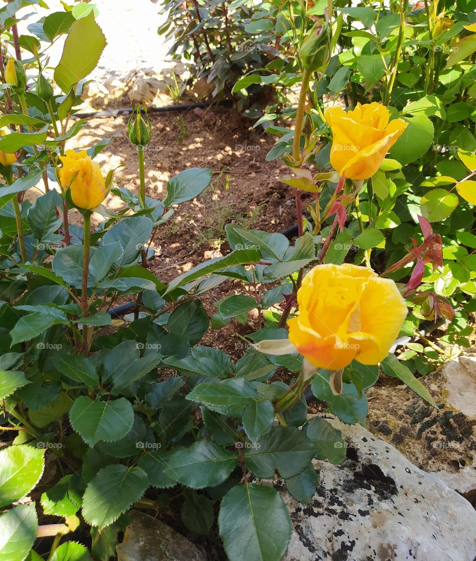 Yellow Roses