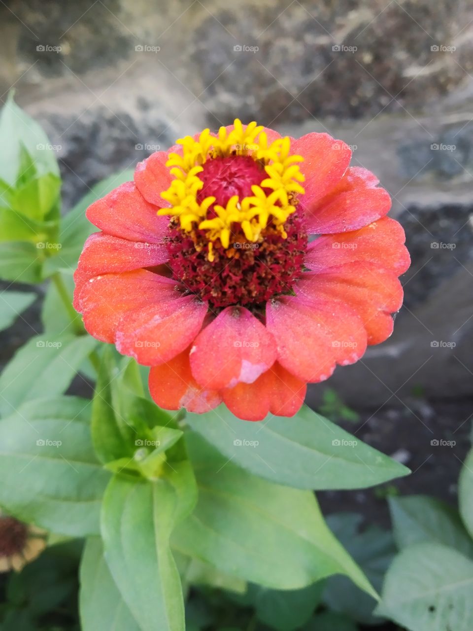 Zinnia