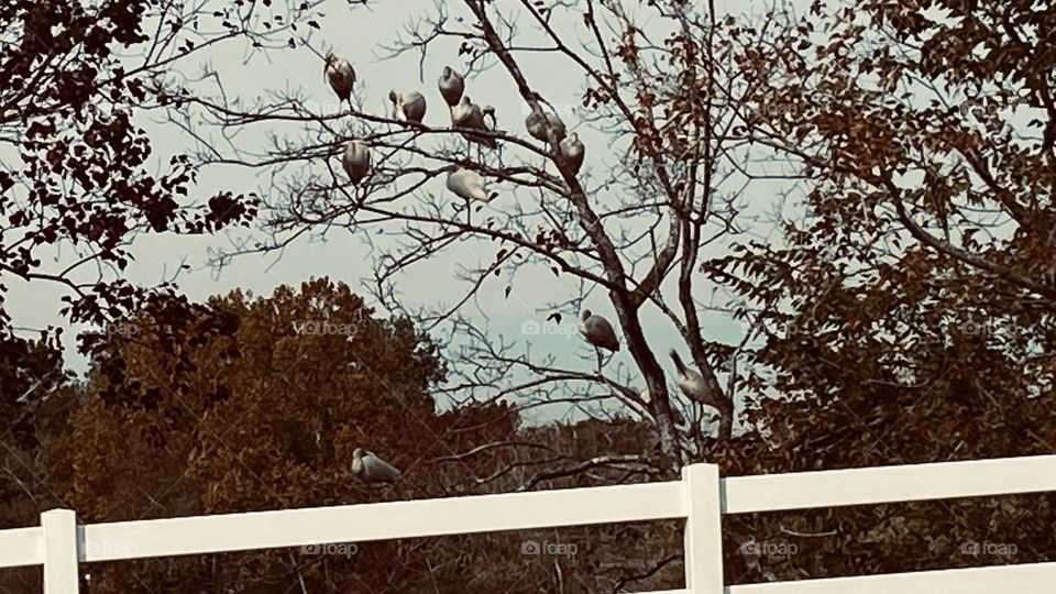 Birds resting in our lake area sitting enjoying the cool day. 