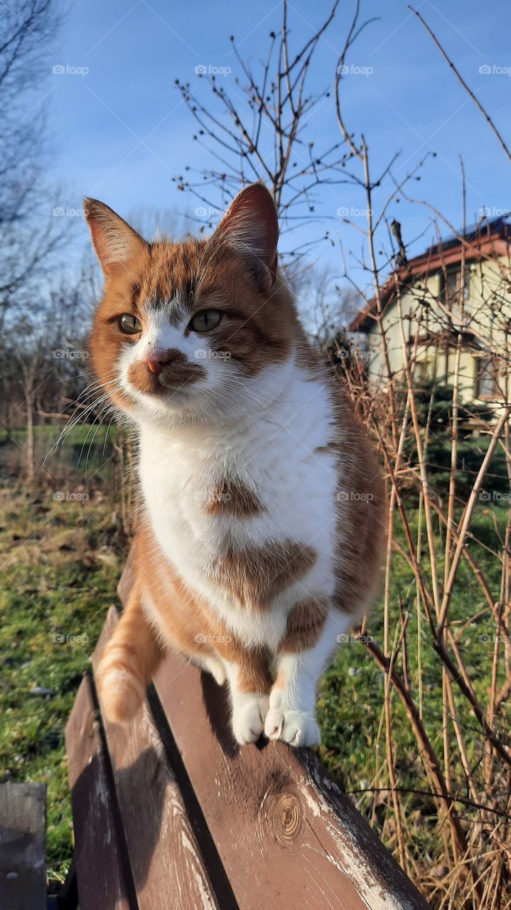 ginger cat on wooden bench