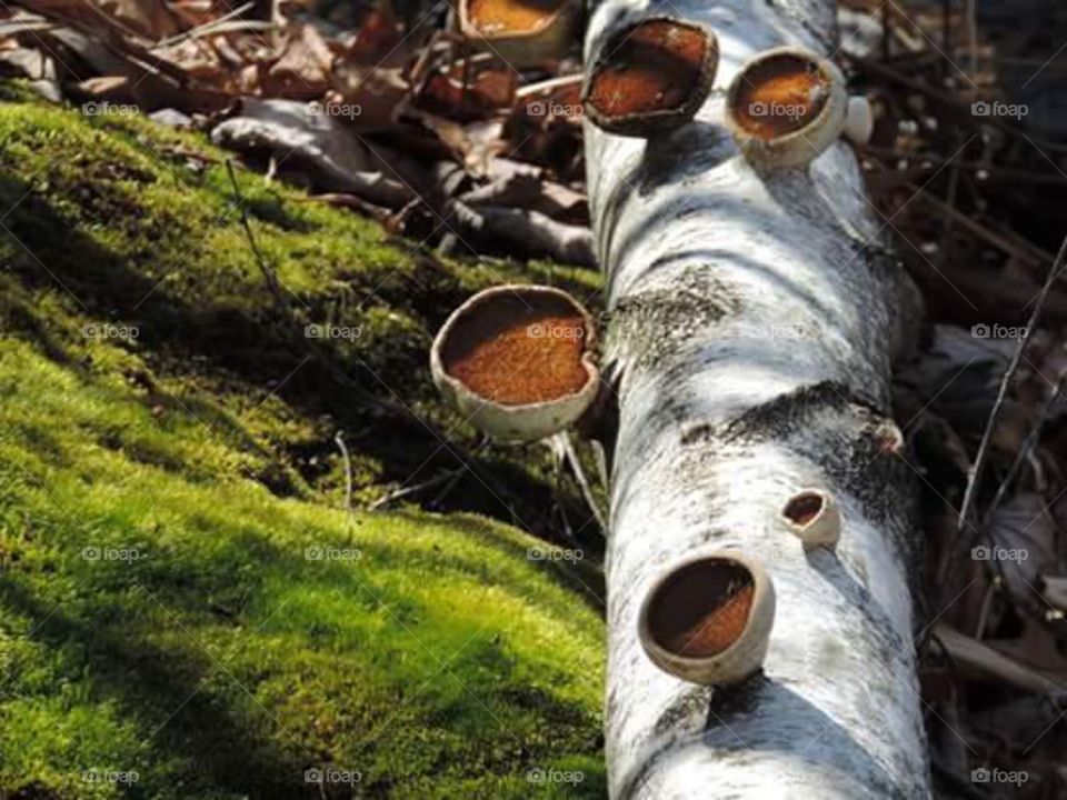 Fallen Birch. In a mossy patch, fungi works to reclaim the felled white giant