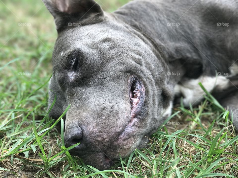 Napping summer dog