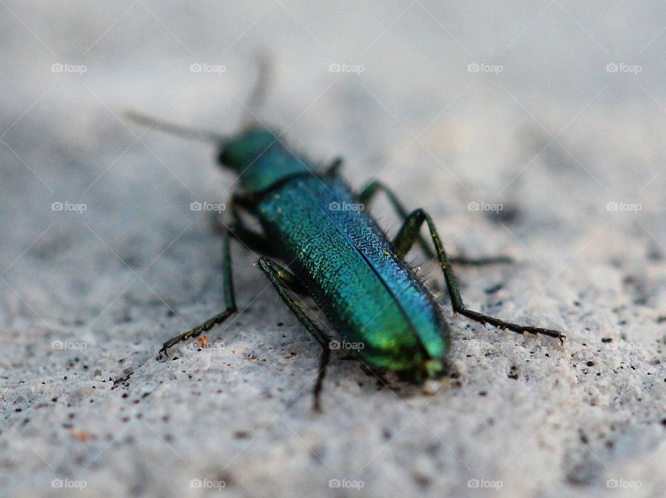 Beautiful macro beetle green 