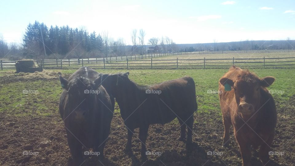 black angus cows