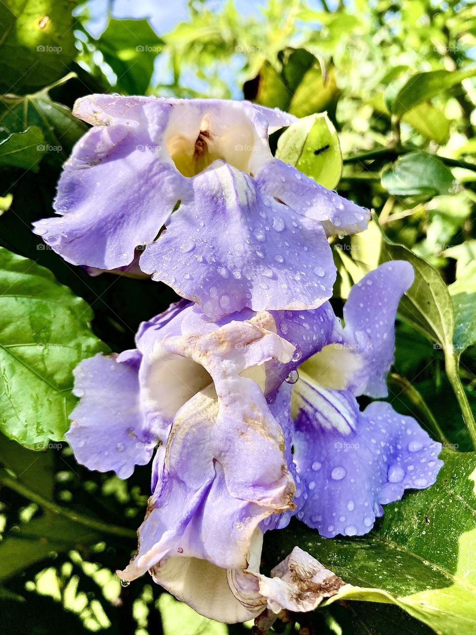 🌹 🇺🇸 Very beautiful flowers to brighten our day.  Live nature and its beauty. Did you like the delicate petals? / 🇧🇷 Flores muito bonitas para alegrar nosso dia. Viva a natureza e sua beleza. Gostaram das pétalas delicadas? 