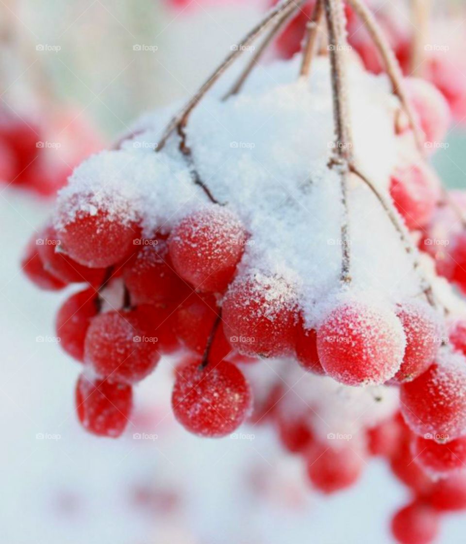 Зимние ягоды