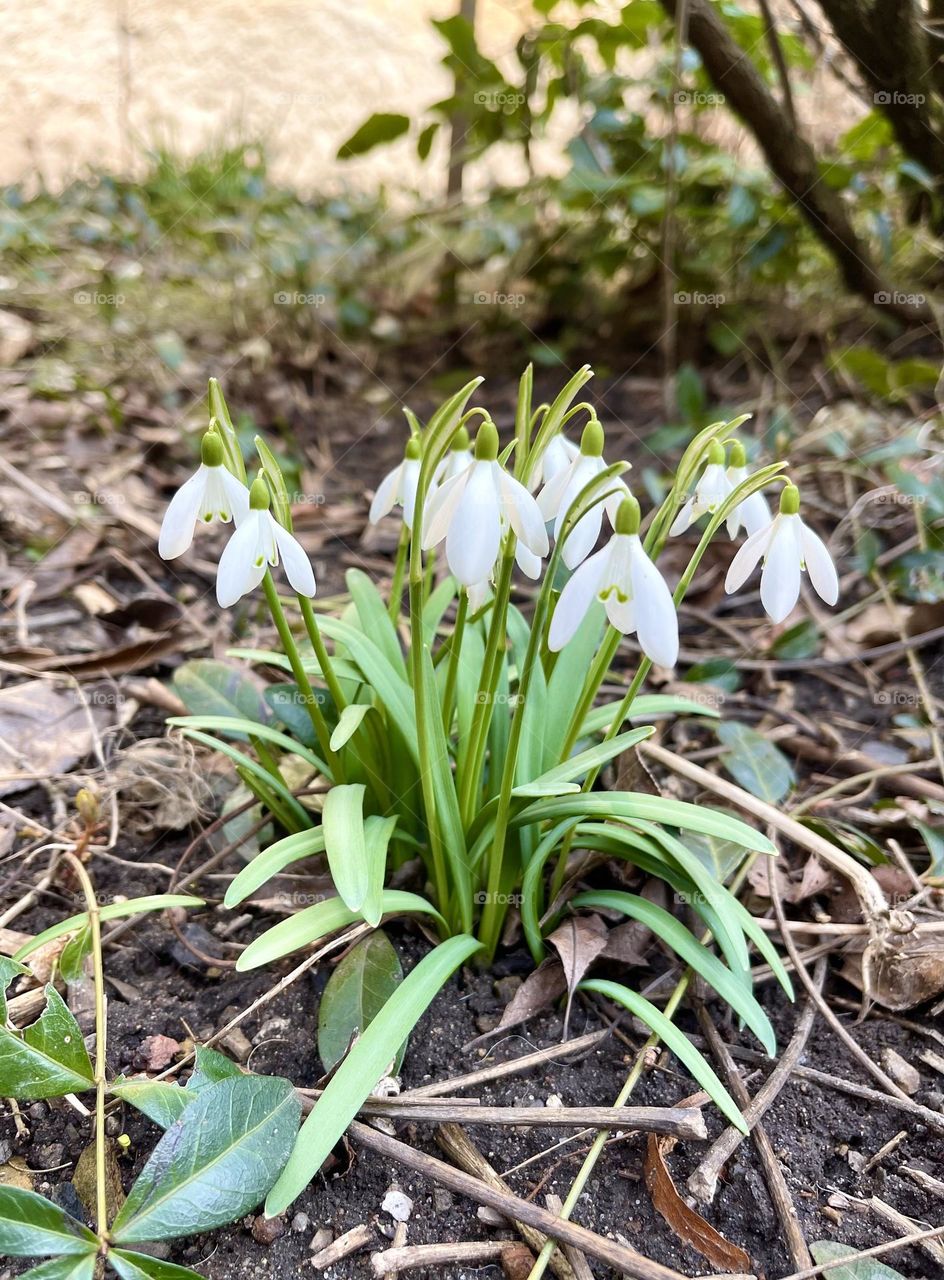 White snowdrops on the ground 