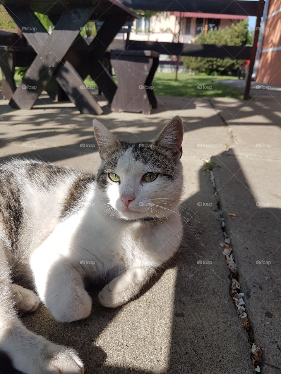 domestic cat in the backyard