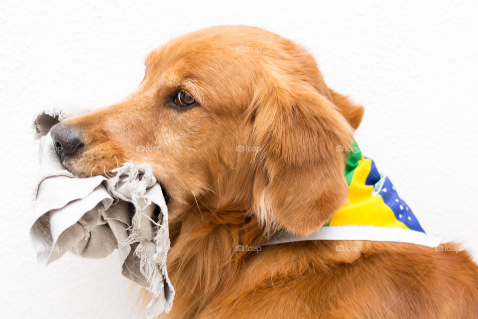 Dog carrying cloth in mouth