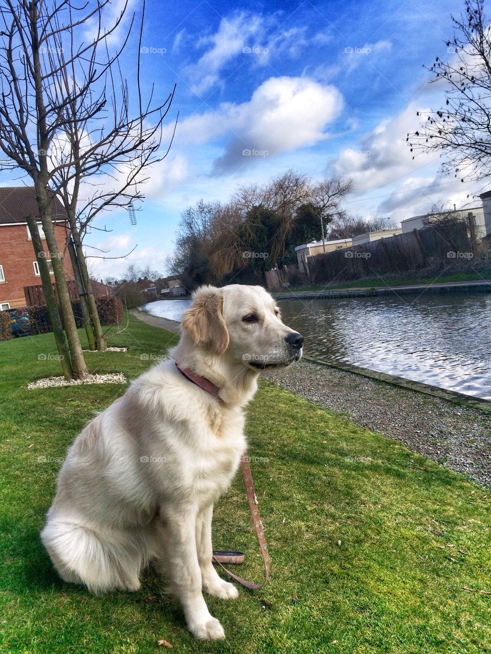 Zoe - Golden Retriever