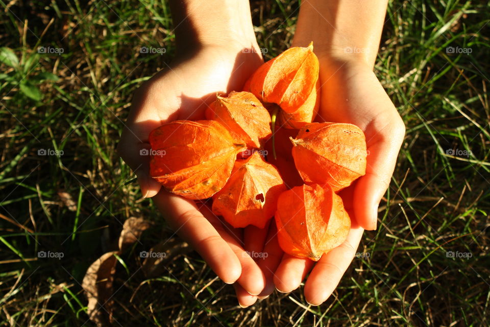 Hands holding ripe physalis pods