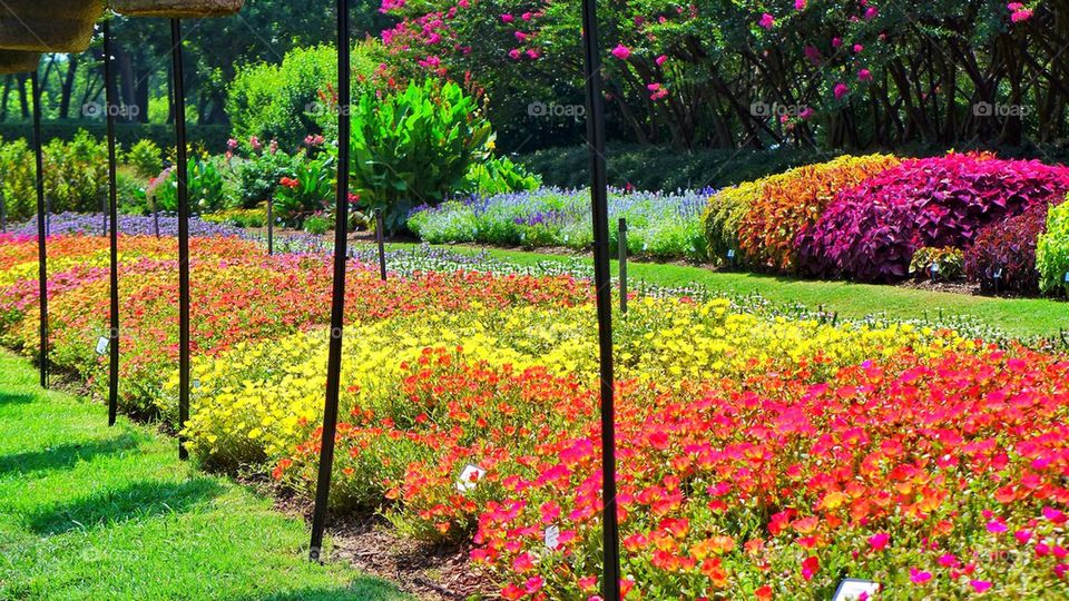 View of blossoming flowers