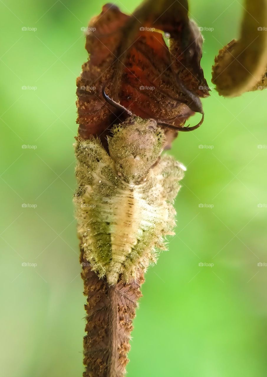 Insects on dry leaves.