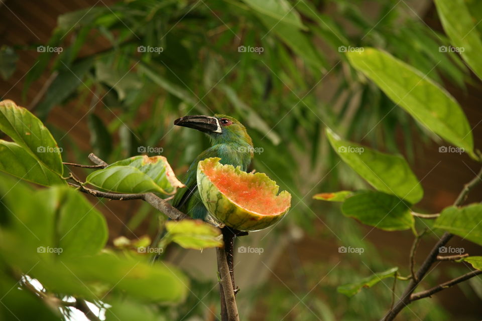 Exotic green bird
