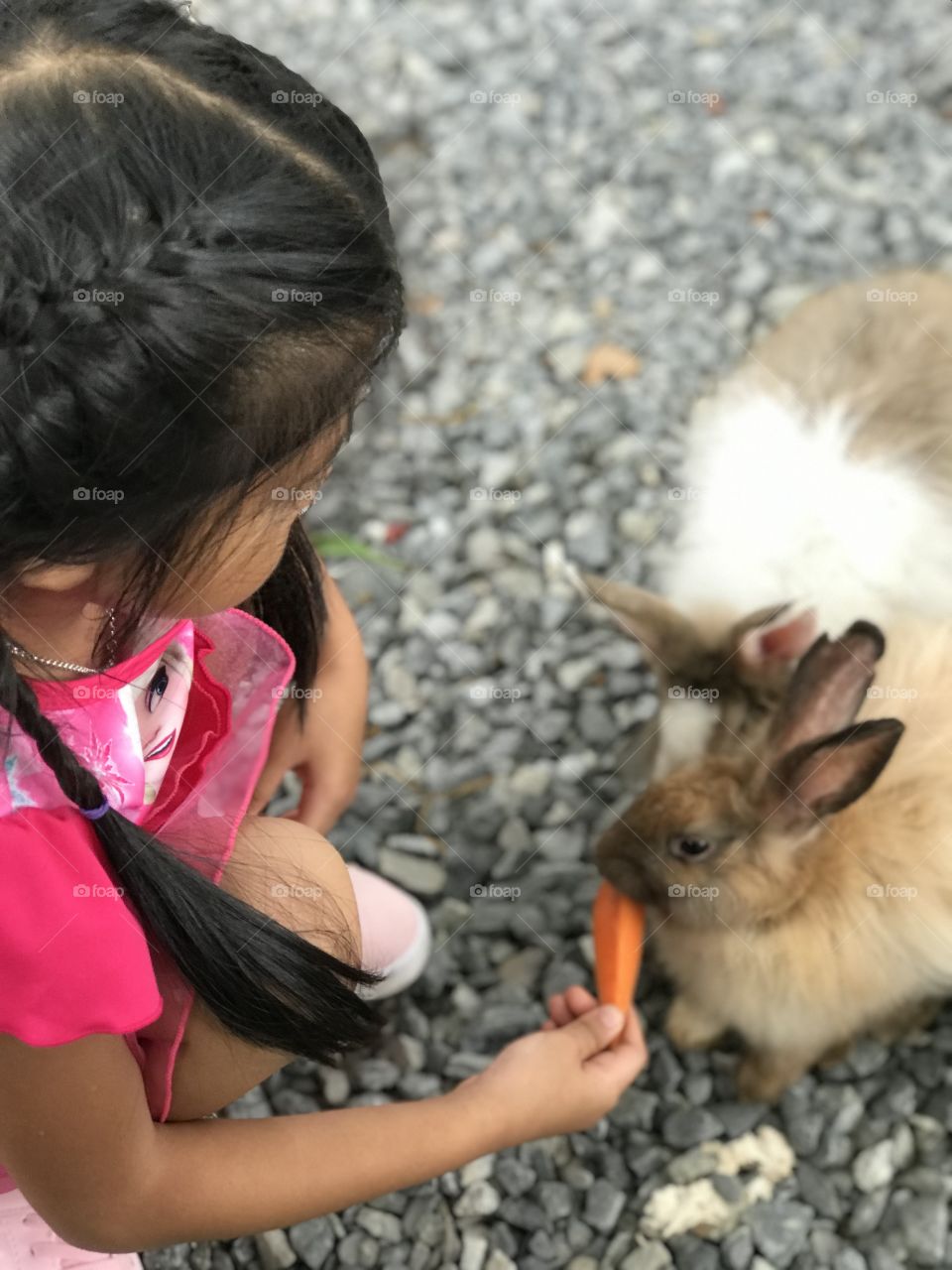 Feeding a rabbit.