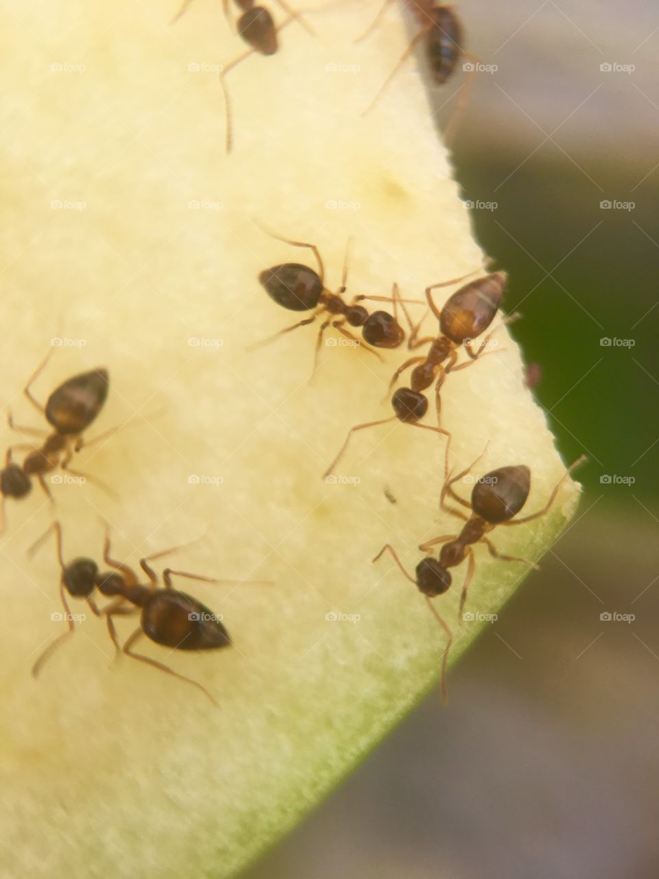 Ants working on an apple 