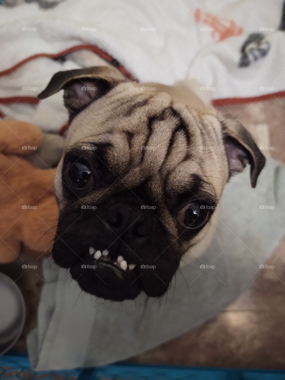 Vampire Pug