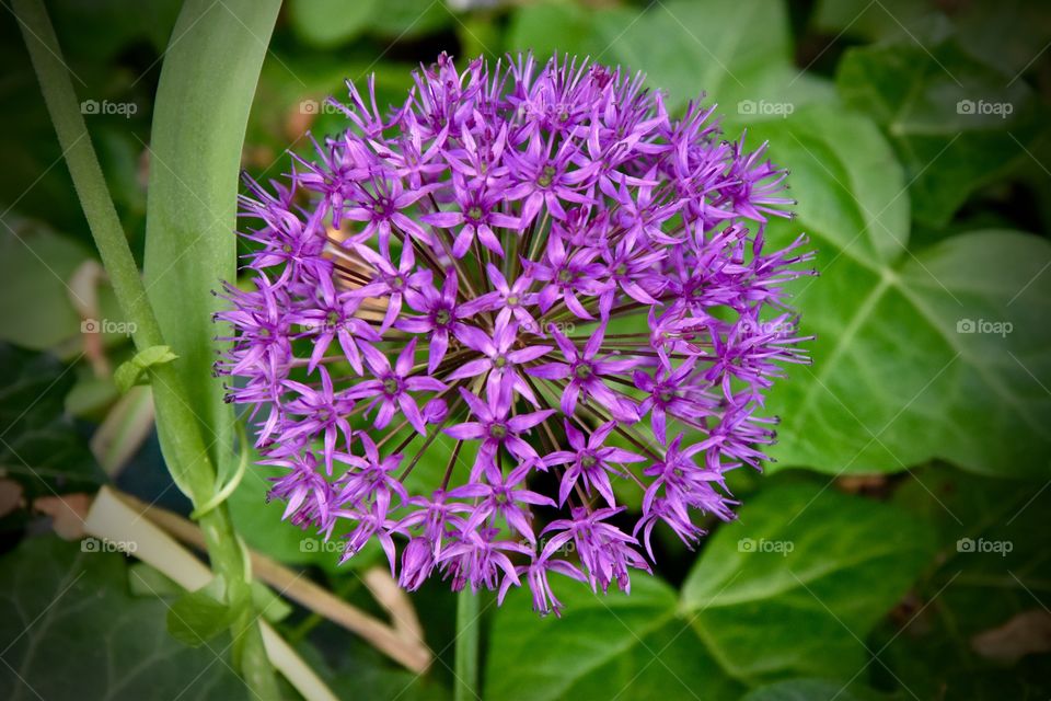 Allium bulb in bloom