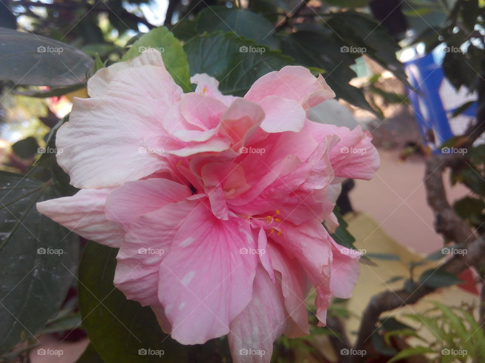 flower 2017/09/27 
014 
#আমার_চোখে #আমার_গ্রাম #nature #flower #eukaryota #plantae #angiosperms #eudicots