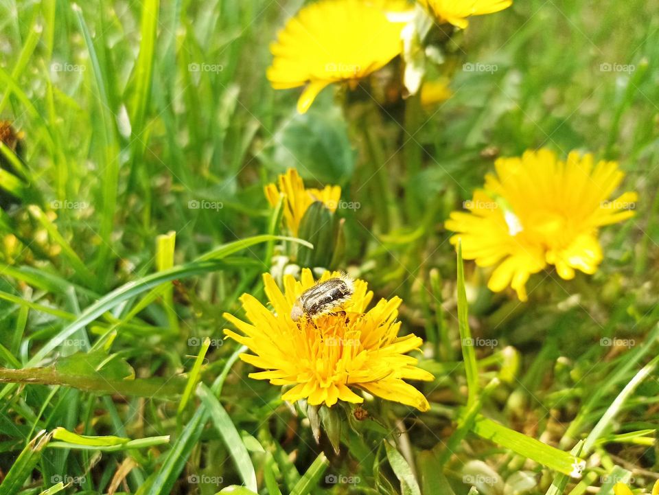 Taraxacum officinale, the dandelion or common dandelion, is a flowering herbaceous perennial plant of the dandelion genus in the family Asteraceae