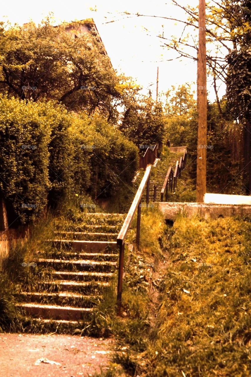 stairs in greenery