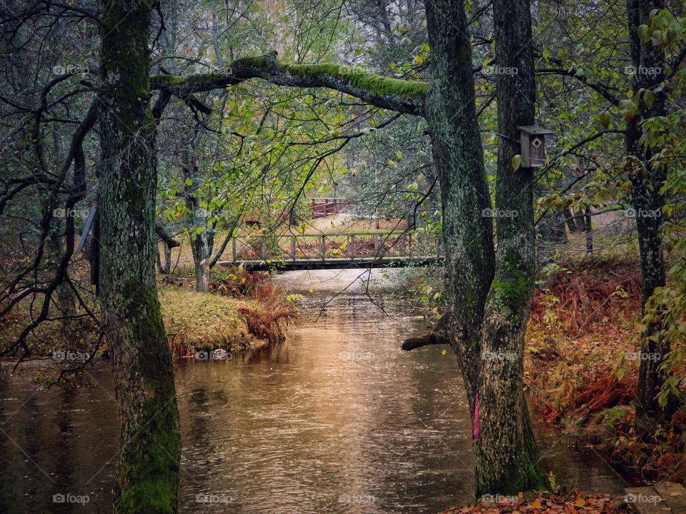 Wooden bridge