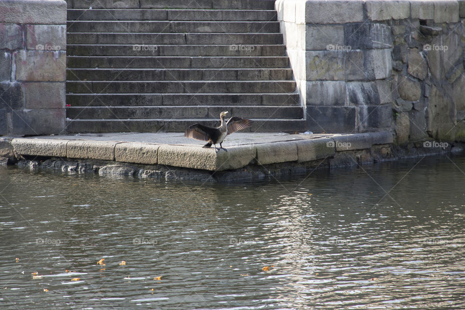 Bird by the Canal
