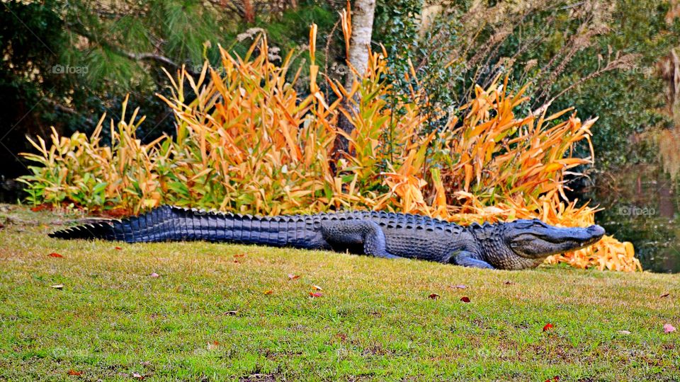 Resting gator 