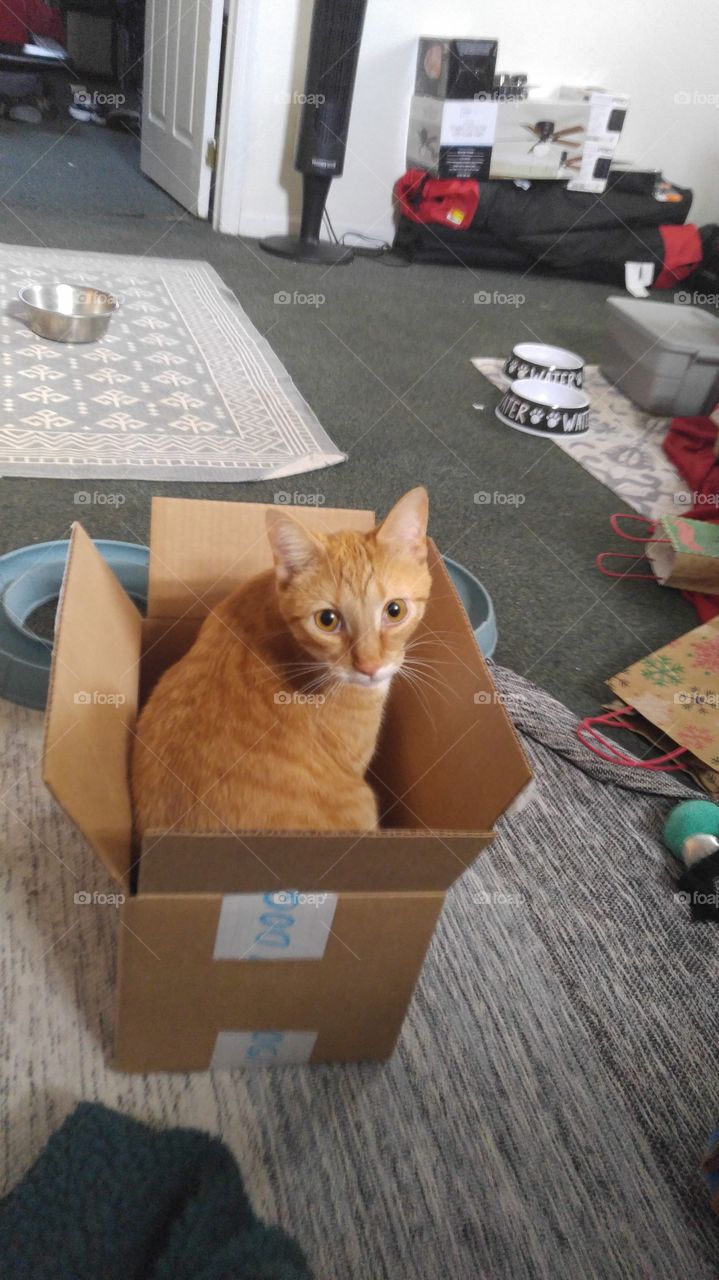 Box, Container, Cat, No Person, One