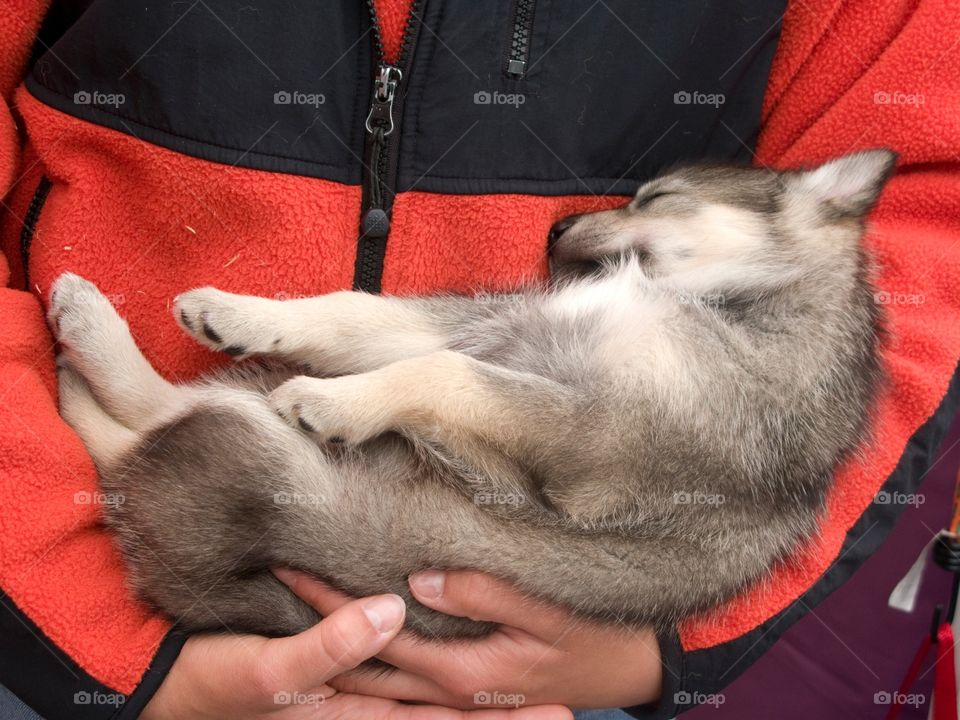 Alaskan Sled Puppy. Alaskan Sled Puppy Sleeping