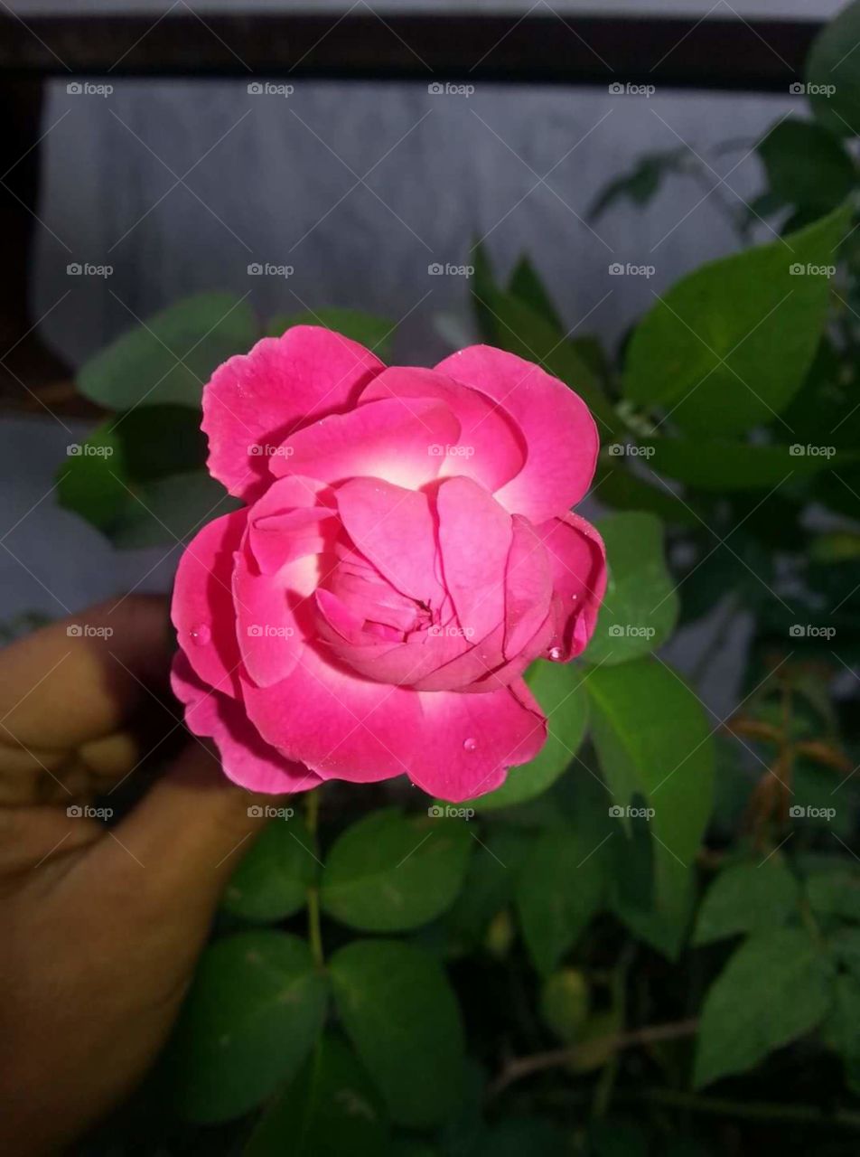 rose in night